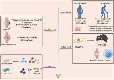 Prevention and treatment of rheumatoid arthritis through traditional Chinese medicine: role of the gut microbiota